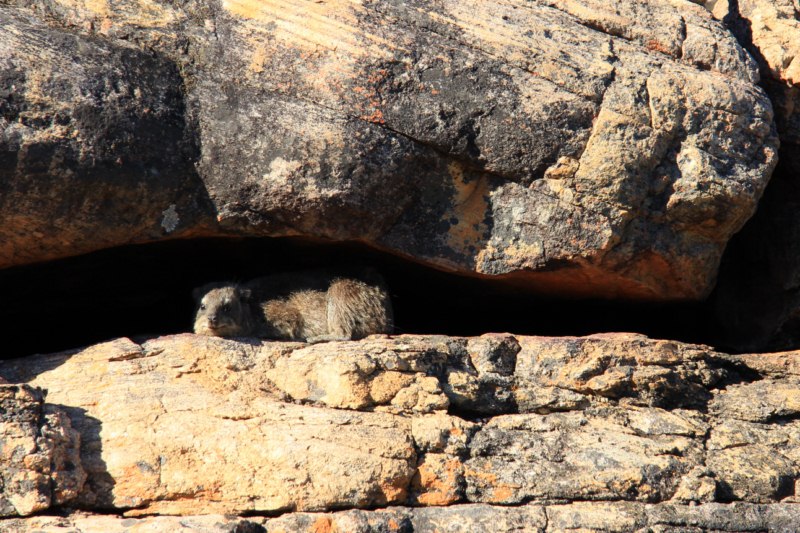 A lazy dassie or rock hyrax snoozing in the morning sun
