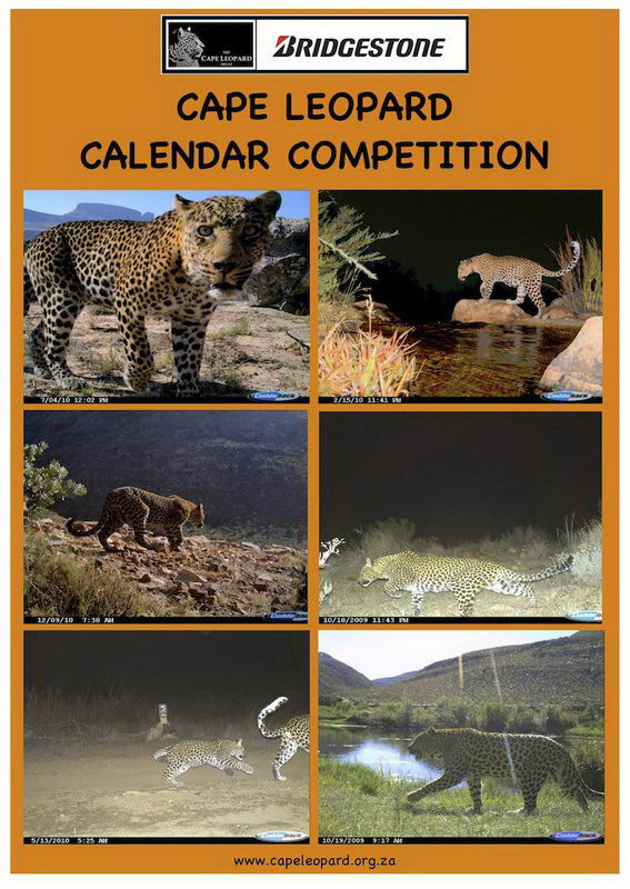 Cape Leopard Calendar Competition Cover page for email