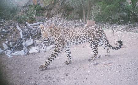 New leopard for the Gouritz Corridor!