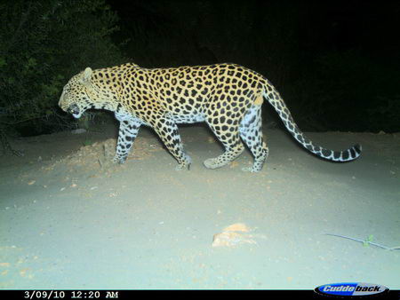 New Leopard In Gouritz Area