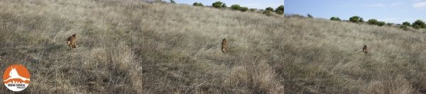 tracking cape towns urban caracals 01
