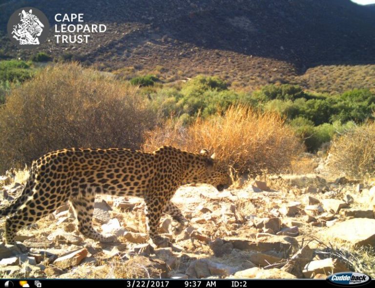 Test Drive for New Leopard Cams