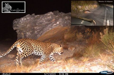 A camera-trap photo of the male leopard which died in 2017 after being hit by a car in Bainskloof Pass. The insert was taken soon after the incident by a passerby. Image: Cape Leopard Trust/Facebook.
