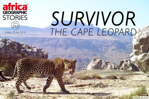 Survivor The Cape Leopard