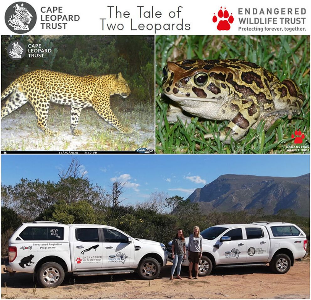 Introducing the Tale of Two Leopards at the Tip of Africa