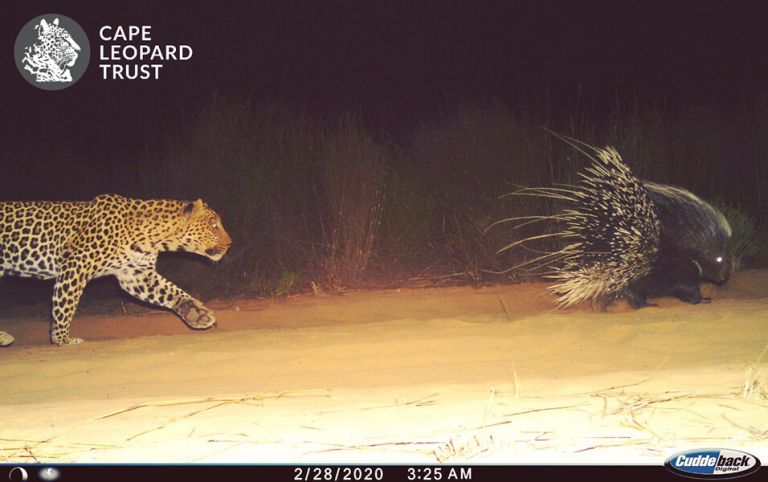 Learning from Leopards during Covid19 - The Cape Leopard Trust