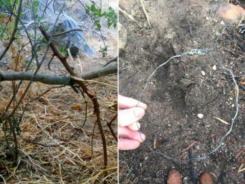 Protecting wildlife from snares in the Boland