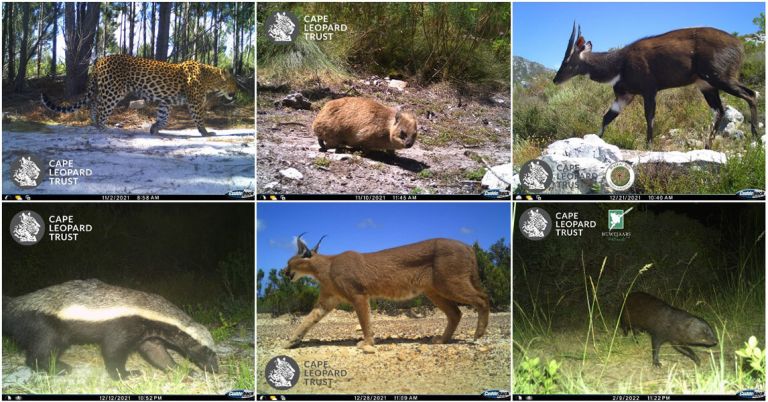Camera trapping in the Overberg – hefty hippos, baby birds and spotted cats!