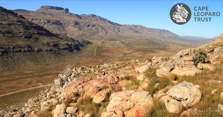 Camera trapping for Cederberg leopards in full swing!