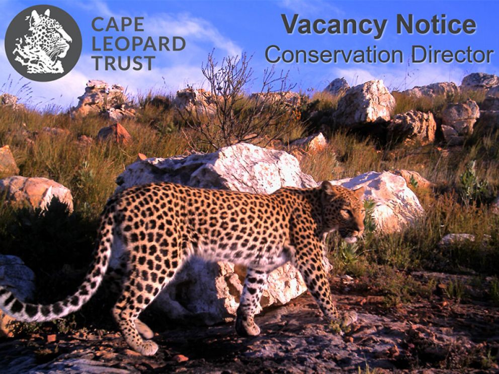 Cape Leopard Trust Vacancy - Conservation Director