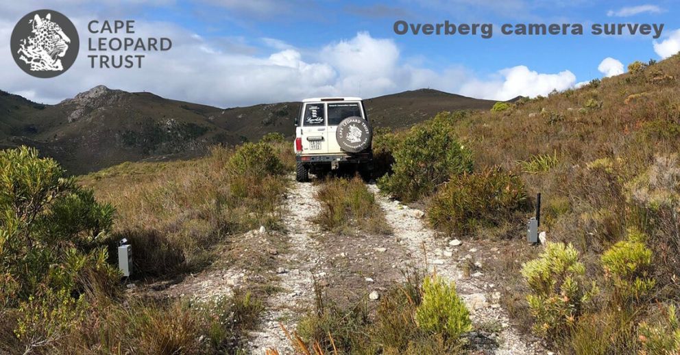 Camera trapping for Overberg leopards in full swing!