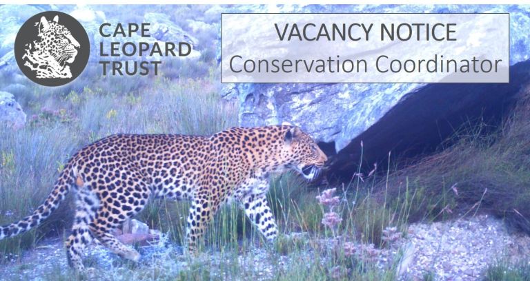 Cape Leopard Trust Vacancy – Conservation Coordinator