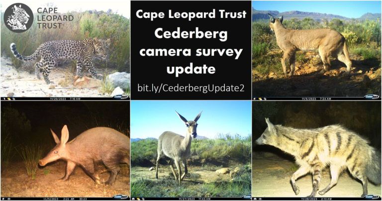 Camera trapping in the Cederberg – searching for spotted cats in a wild wilderness
