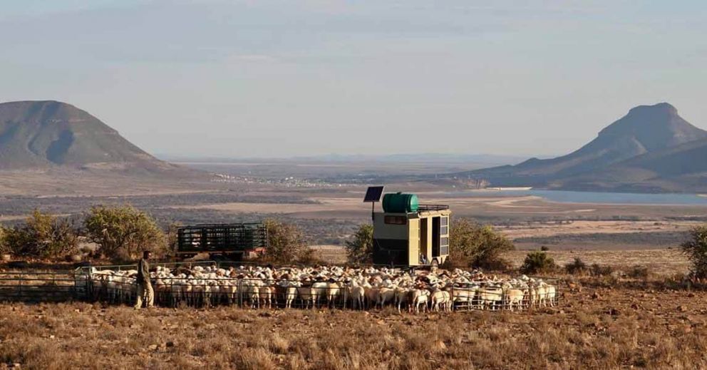 A flock of almost 1000 sheep in their mobile kraal, with their herder and his caravan. The flock is actively herded for improving the soil and ultimately the veld condition.