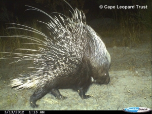 The porcupine (Hystrix africaeaustralis) is the largest rodent in Southern Africa. It is nocturnal and  mainly eats bulbs, roots, fruit, bark and seeds.