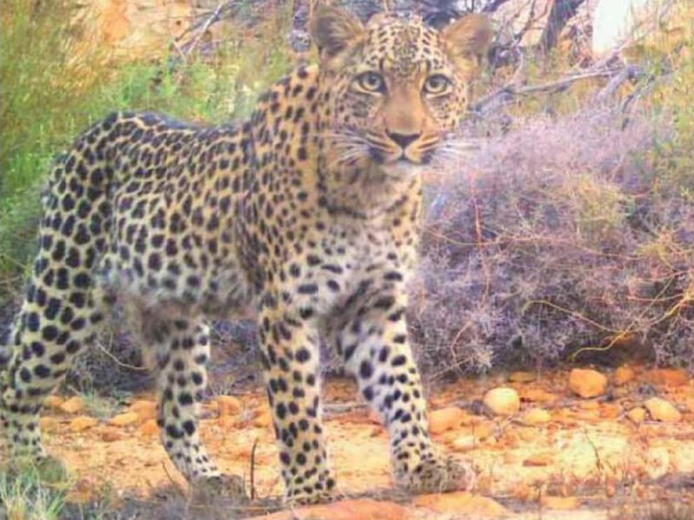 Rare sighting of a leopard in Harold Porter National Botanical Gardens