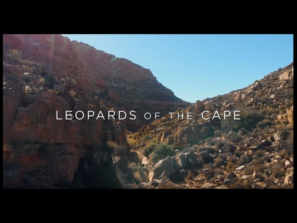For the Love of Leopards - a CLT short film
