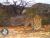 4 Months on the Cape Leopard Trust Cederberg Project