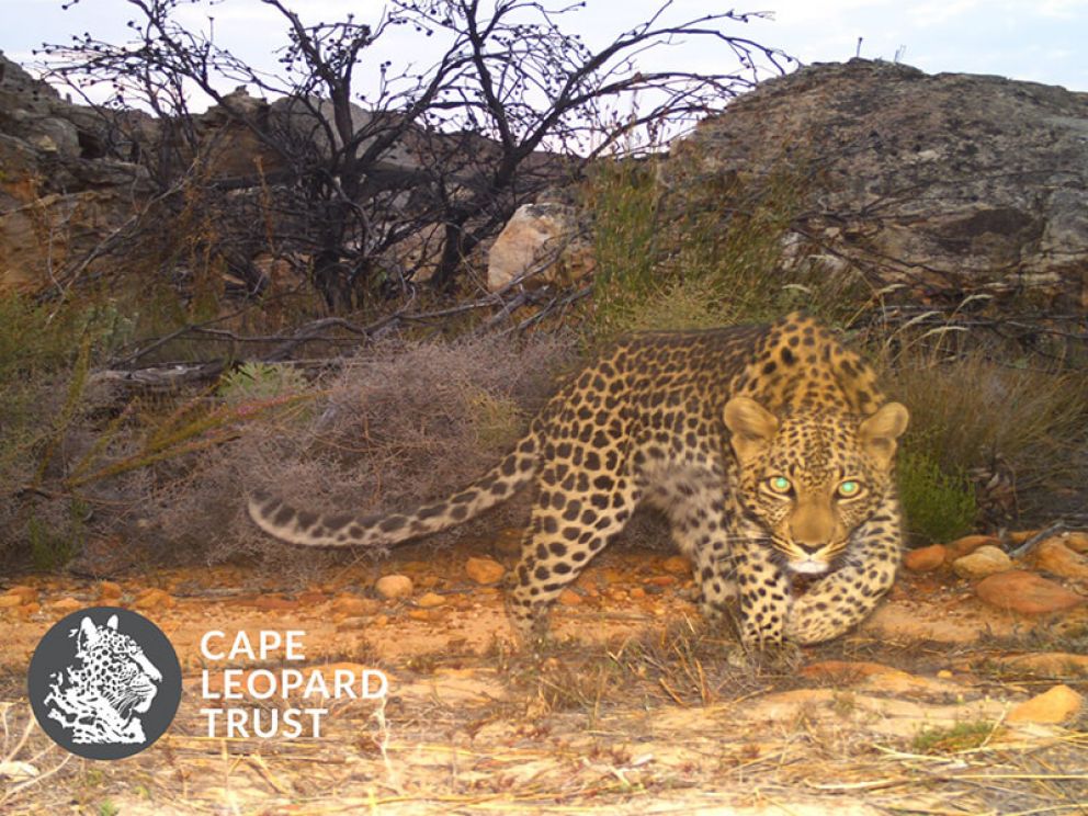 4 Months on the Cape Leopard Trust Cederberg Project